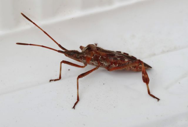 Coreide: Leptoglossus occidentalis defecante a Pistoia